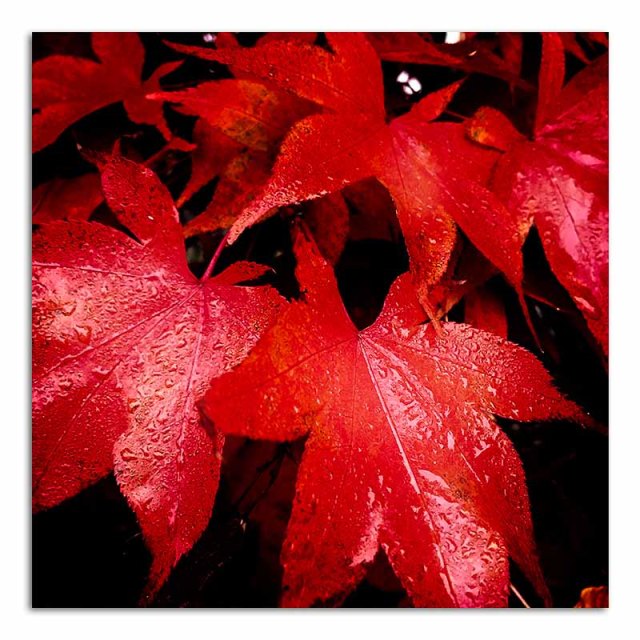 acer-autumn-leaves