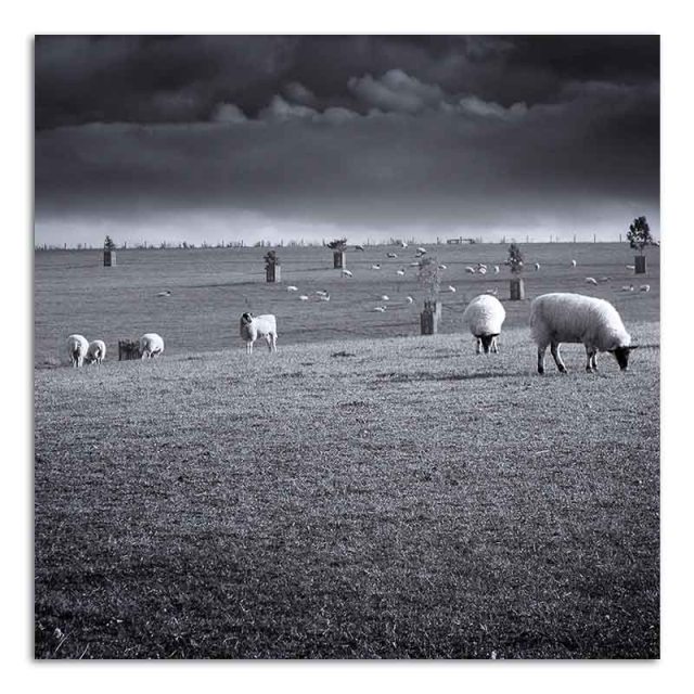 sheep-in-field