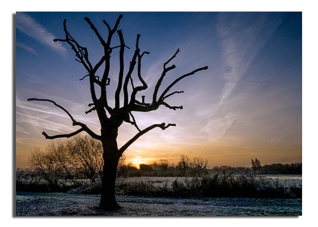 pollarded-tree-and-duckpond