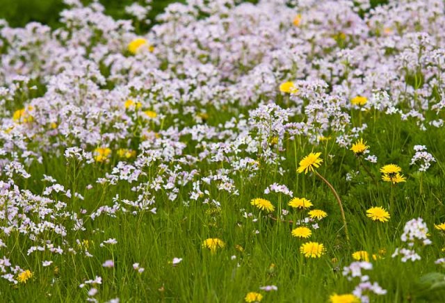 20080503_40d_mg_5024-spring-wild-flowers-enderby