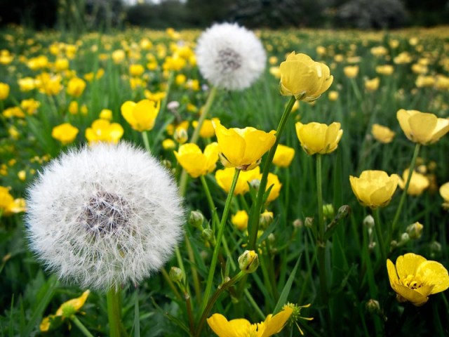 20090515_g9img_9317-flood-meadow-enderby