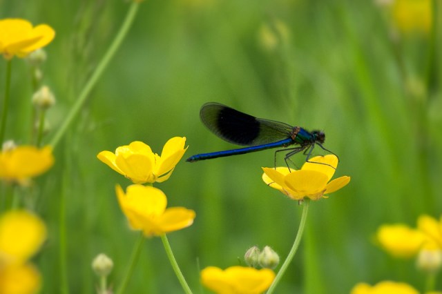 20090528_1d__n7i8192-banded-demoiselle-male-enderby