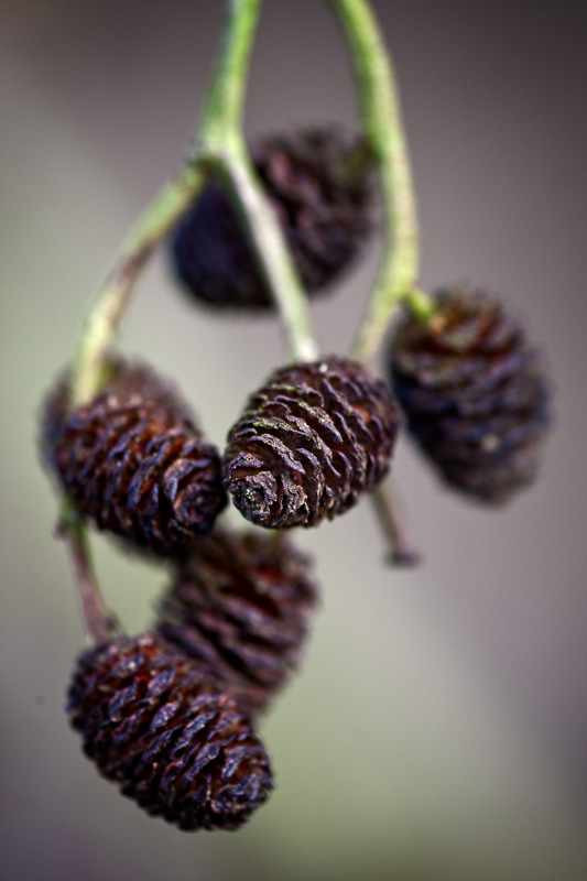 20100224_1d__n7i4735-common-alder-fruit-enderby