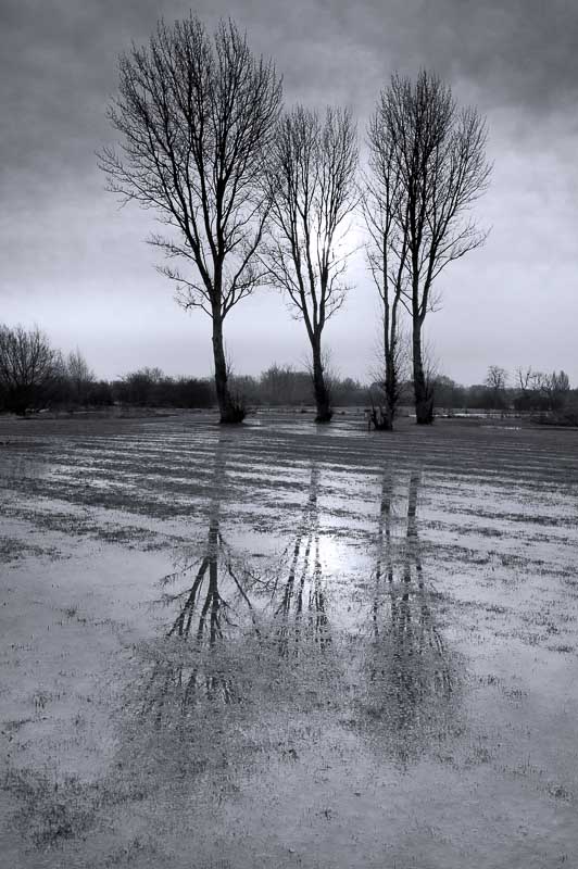20121124-dsc02106-three-trees-in-flood-enderby