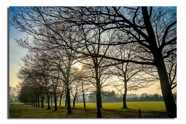 avenue-of-trees-gaddesby