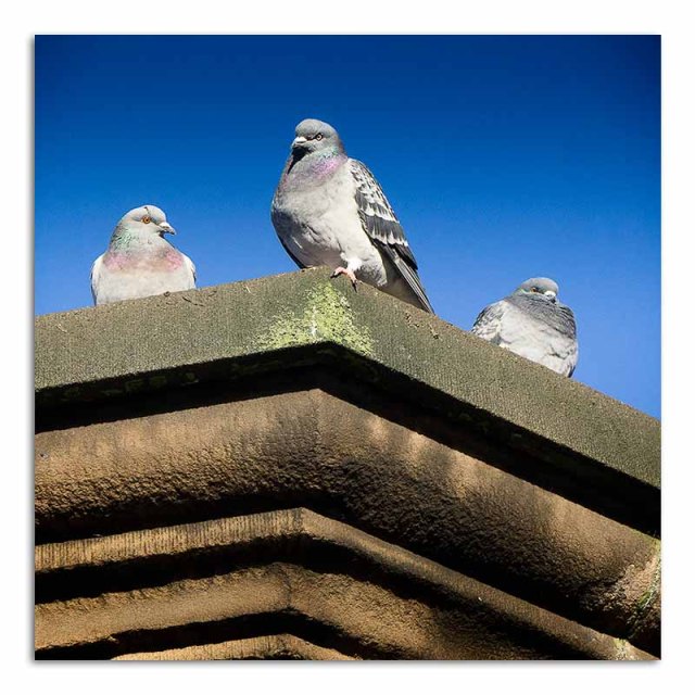 three-pigeons