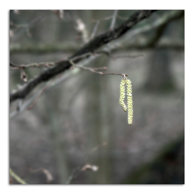 catkins-stowe