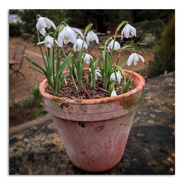 snowdrops-in-a-pot