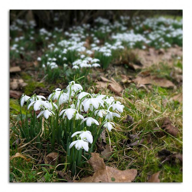 snowdrops-stowe
