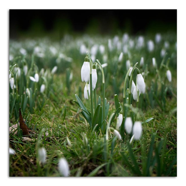 snowdrops